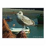 A baby seagull perches on a fishing net. Folkestone, England.